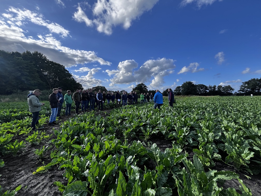 newsimages/133-Zurckerrüben 1.jpg